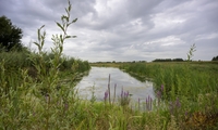 Nieuwe riviernatuur na kleiwinning